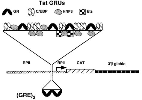 Schematic representation of the two constructs used for transgenesis ...