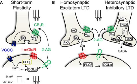 Endocannabinoid Signaling and Synaptic Function: Neuron