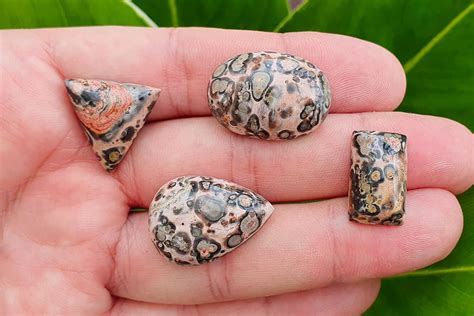 Leopard skin jasper - New update 2024 - Great video