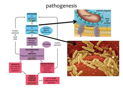 Microbial Mechanisms Of Pathogenicity Mind Map | SexiezPicz Web Porn