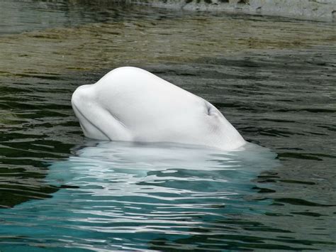 Beluga Whale Wallpaper (47+ pictures) - WallpaperSet