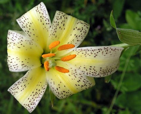 Lily Meaning and Symbolism of the Lily on Whats-Your-Sign