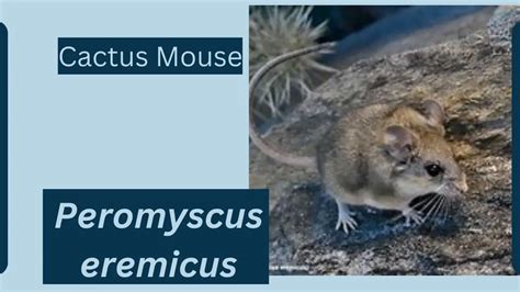 Cactus Mouse Animal Facts | Peromyscus eremicus