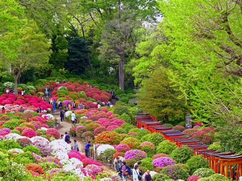 Over 100 species of azalea plants at this festival - VOYAPON