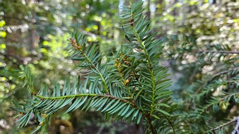 Taxus brevifolia - Trees and Shrubs Online