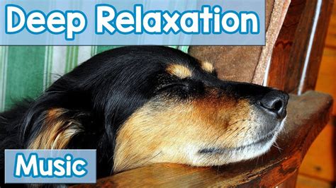 15 Hours of Deep Relaxation Music for Dogs! Music to Relax Your Dog ...