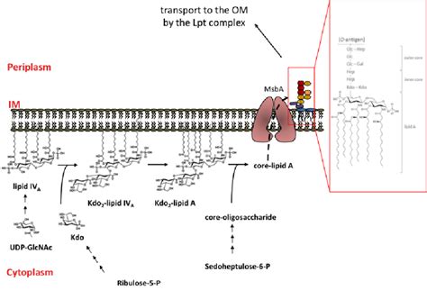 LPS biosynthesis in E. coli K12 strains. Cytoplasm and inner leaflet of... | Download Scientific ...