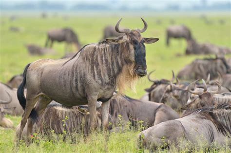 Gnu antelope on savana stock photo. Image of front, details - 110190058