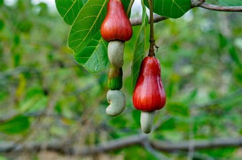 Cashew Nut Fruit Tree