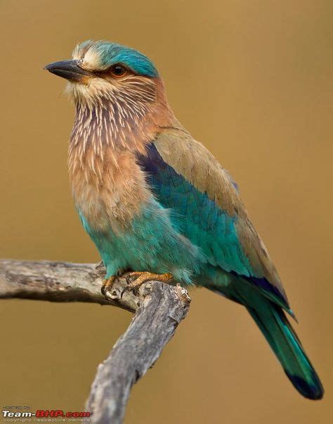 22 NEELKANTHA BIRD ideas | bird, indian roller, animals