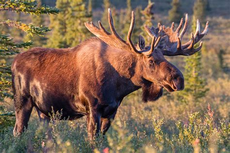 moose photography - Google Search | Bull moose, Moose pictures, Moose hunting