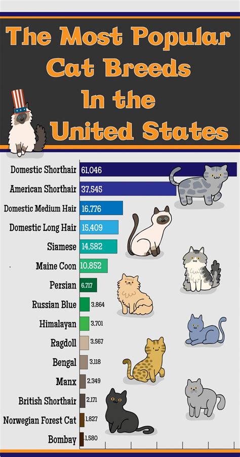 10 Most Popular Cat Breeds In The United States - Cat Lovster