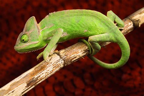 Chameleon 8k Ultra HD Wallpaper and Background Image | 8736x5824 | ID:397179