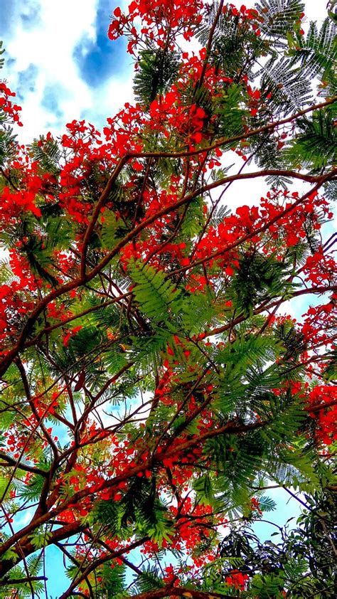 Beautiful trees with beautiful flowers: An immersive guide by 𝔄𝔪𝔞𝔫'𝔰 𝔊𝔞𝔩𝔩𝔢𝔯𝔶