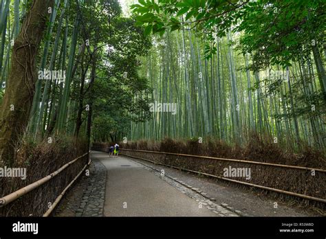 Bamboo forest in Kyoto Stock Photo - Alamy