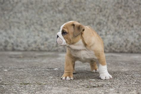 English Bulldog Puppies Backyard Playing Young Dogs Stock Photo - Image ...