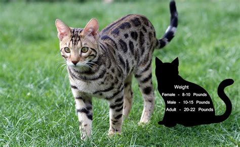 Bengal Cat Size Compared To Domestic Cat