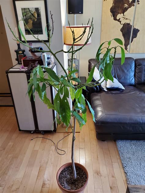 Advice on pruning my indoor avocado tree #diy #gardening #garden #home Indoor Avocado Tree ...