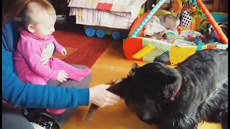 Babies Laughing at Dogs - YouTube