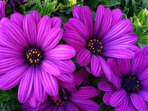 Osteospermum hybrida Purple | Wholesale Nursery - Nurseries in ...