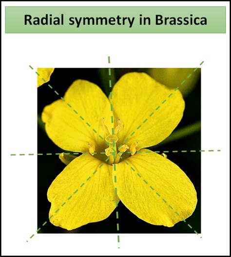 Radial symmetry is seen in flowers of(a)Cassia(b)Brassica(c)Trifolium(d)Pisum