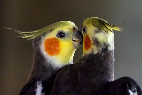 How to Clip a Cockatiels Wings: Safe Clipping Techniques