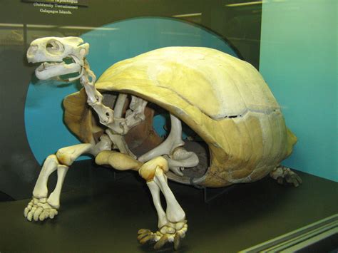 File:Galapagos Turtle skeleton.jpg - Wikimedia Commons