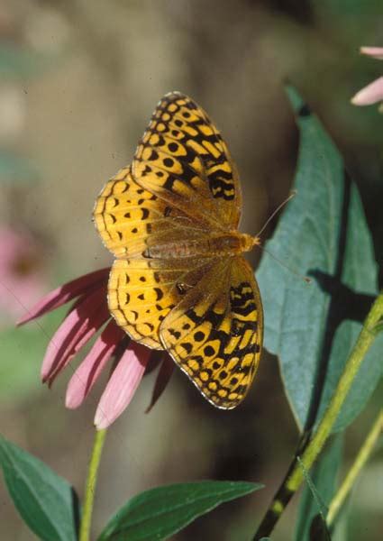 Great Spangled Fritillary - Speyeria cybele | Wildlife Journal Junior