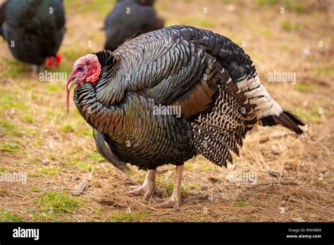 Healthy live turkey bird in among other fowl on a farm Stock Photo - Alamy