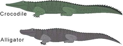 Crocodile | Facts + Habitat + Appearance | & More - Science4Fun