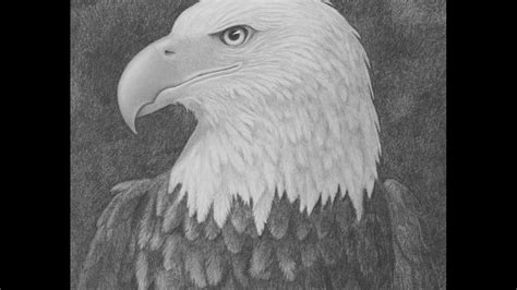 Eagle Head Pencil Drawing Easy