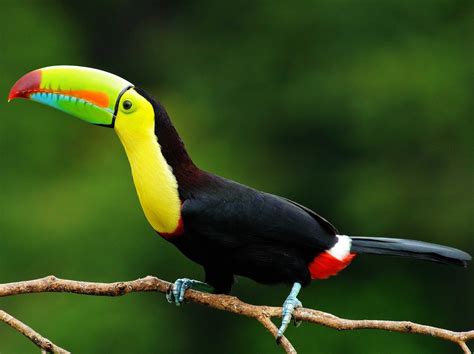 Tucano-de-Bico-Arco-Íris ou Tucano-de-Peito-Amarelo (Ramphastos ...