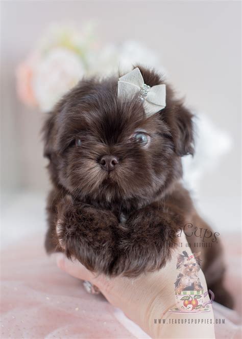 Adorable Little Shih Tzu Puppies for Sale | Teacup Puppies & Boutique