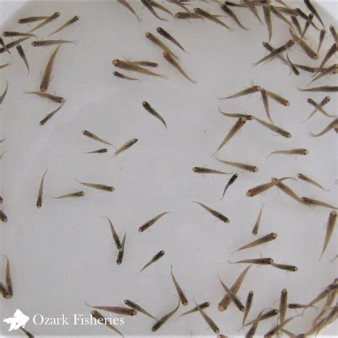 Mosquito Fish (Gambusia) – Ozark Fisheries, Inc.