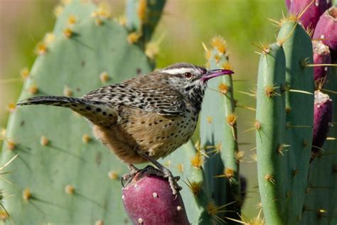 10 Fascinating Desert Birds and Their Unique Adaptations