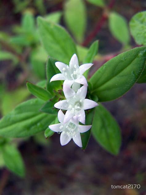 "tiny white flowers on weeds" by tomcat2170 | Redbubble