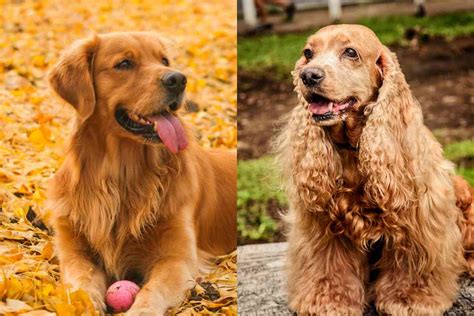 Cocker Spaniel vs Golden Retriever: Similarities & Differences - Retriever Advice