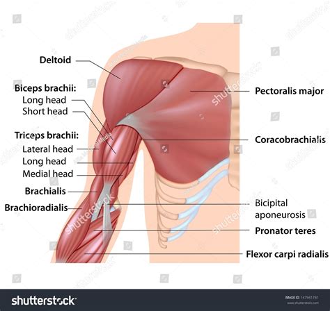 Muscles Arm Anatomy Labeled Diagram Stock Illustration 147941741 ...