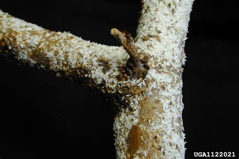 white peach scale, Pseudaulacaspis pentagona (Hemiptera: Diaspididae ...