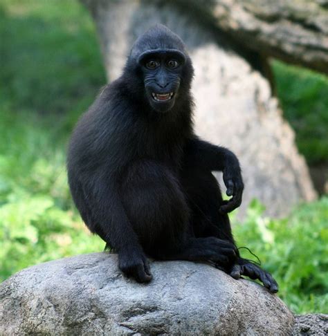 Berita Macaca Nigra Terbaru Hari Ini - Bobo