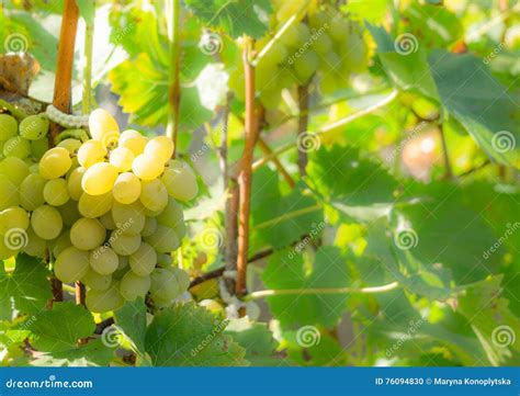 Juicy Muscat Grapes in the Vineyard Stock Photo - Image of mellow, grapes: 76094830