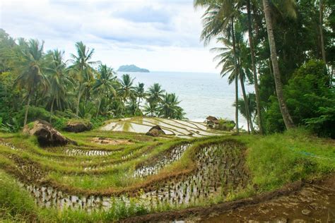 Terraced Rice Paddies · Free Stock Photo