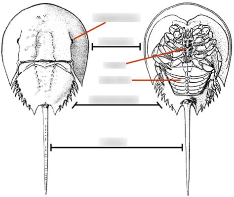 Horseshoe Crab Anatomy Diagram | Quizlet