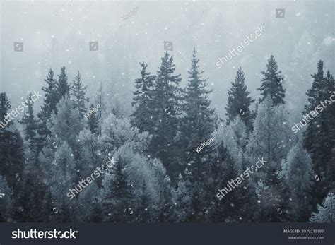 Coniferous Forest Covered Hoarfrost Background Winter Stock Photo ...