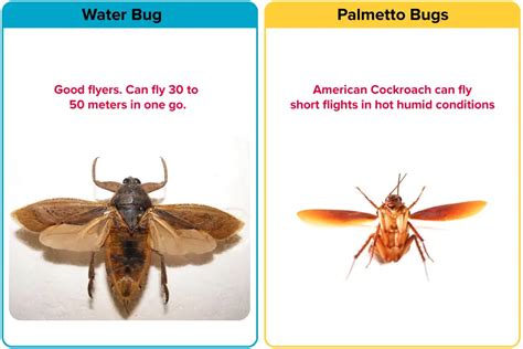 Palmetto Bug Vs. Water Bug [15 Differences] | APB