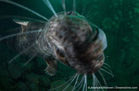 Photographing grey seals in the Farne Islands - Dreamstime