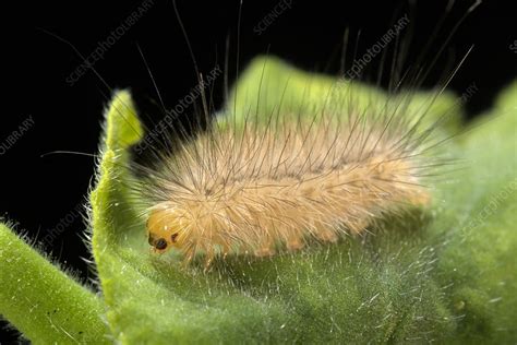 Tiger moth caterpillar - Stock Image - Z355/1501 - Science Photo Library