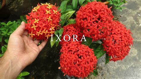 Ixora Plant Care, How to Grow Ixora Flowers / Growing Ixoras in Pot ...