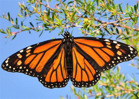 Wanderer Butterfly - Danaus plexippus plexippus