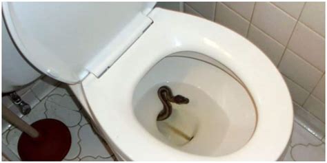 5 Very Effective Ways to Keep Snakes away from Your Toilets Completely in 2021 & Snake ...